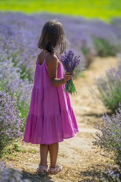 漂亮的小女孩走在开着花的薰衣草地里采花 — 图库照片