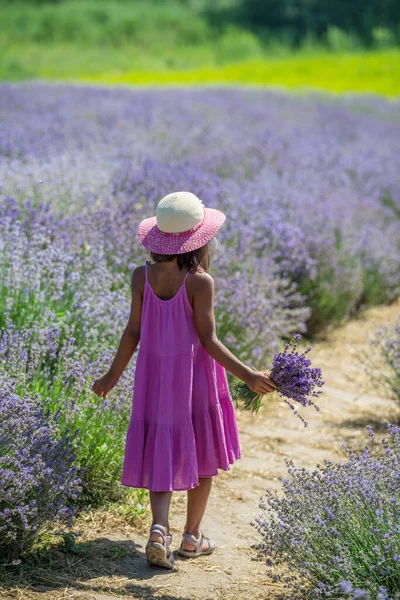 Menina Bonita Andando Campo Lavanda Florido Recolhendo Flores — Fotografia de Stock