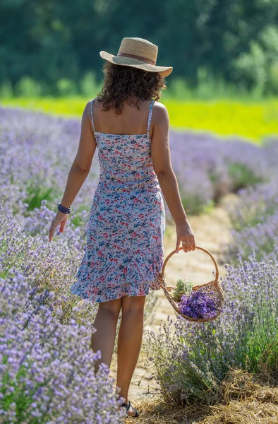 Woman Walking Flowering Lavender Field Gathering Flowers — Stock Photo, Image