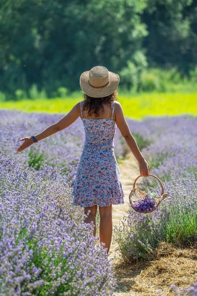 Woman Walking Flowering Lavender Field Gathering Flowers — Stock Photo, Image