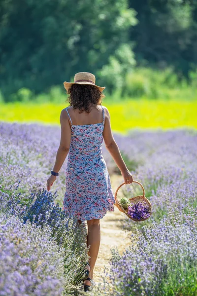 女人走在开着花的薰衣草地里采花 — 图库照片