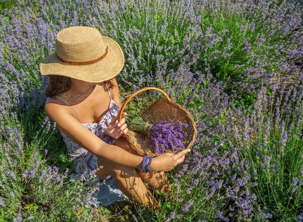 Woman Straw Hat Sitting Lavender Shrubs Gathering Flowers — Stock Photo, Image