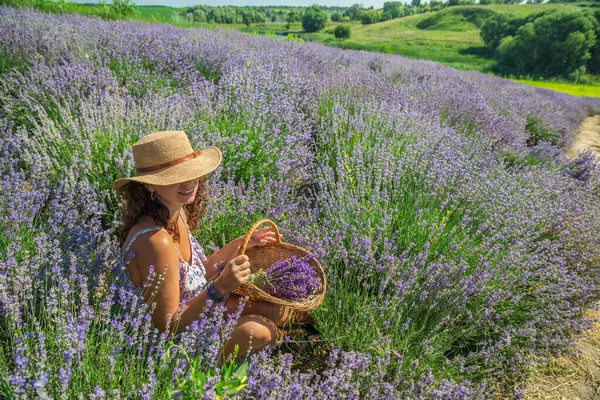 Mulher Chapéu Palha Sentado Entre Arbustos Lavanda Recolher Flores — Fotografia de Stock