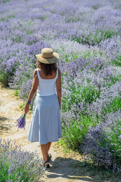 Mulher Caminhando Campo Lavanda Florido Recolhendo Flores — Fotografia de Stock