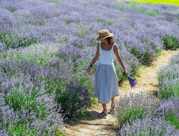 Mulher Caminhando Campo Lavanda Florido Recolhendo Flores — Fotografia de Stock