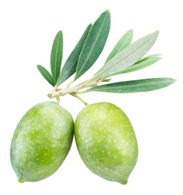 Beyaz arka planda izole edilmiş iki yeşil doğal zeytin. Kesme yolu.