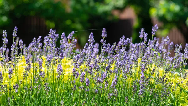 Lavendelplanten Bloei Natuur Achtergrond — Stockfoto