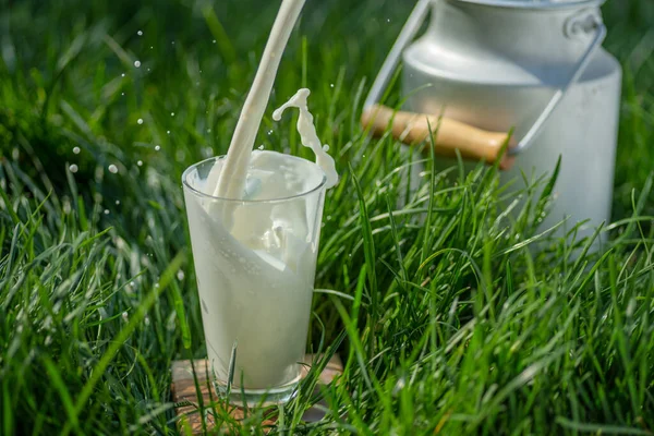 Выливать Свежее Молоко Стакан Стекло Зеленой Траве Солнечный Летний День — стоковое фото