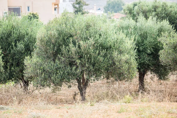 Olijfbomen Tuin Lange Rij Bomen Achtergrond Van Lucht — Stockfoto