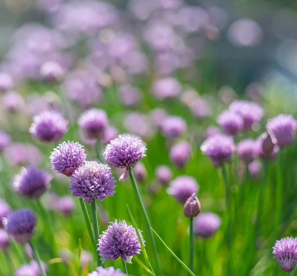 Allium blooming purple onion plant. Nature background.