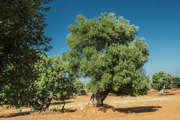 Středomořská Olivová Plantáž Starým Olivovníkem Popředí — Stock fotografie