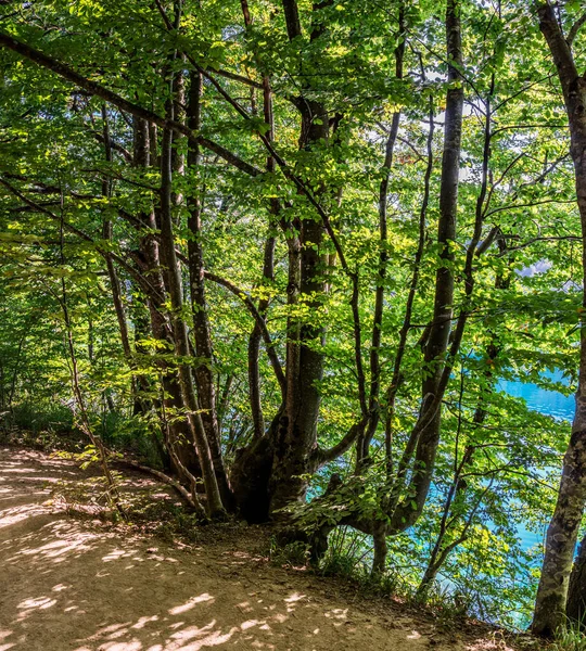 プリトヴィツェ湖国立公園 Plitvice Lakes National Park クロアチアで最も古く 最大の国立公園の一つ 湖や公園内のパスを歩く ヨーロッパ旅行 — ストック写真