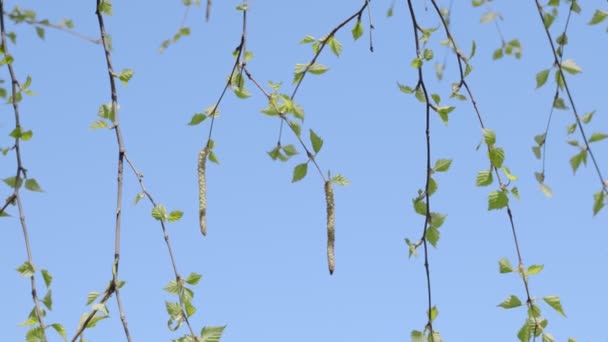 Blühende Birke Einem Sonnigen Frühlingstag Die Kamera Bewegt Sich Langsam — Stockvideo