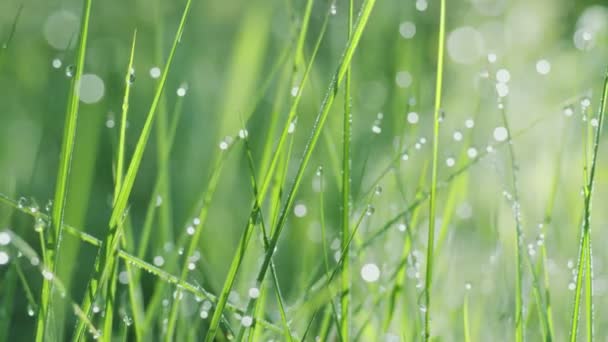 Movimiento Lento Dentro Hierba Verde Primavera Con Grandes Gotas Rocío — Vídeo de stock