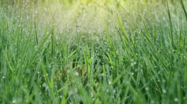 Güneşli bir sabahta yeşil çimenlerin içinde büyük çiy damlalarıyla yavaş hareket ediyorlar. Varlık etkisi. 4K ağır çekim.