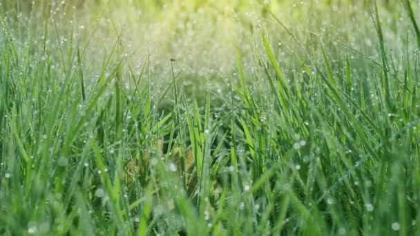 Медленное Движение Внутри Зеленой Весенней Травы Большими Капельками Росы Солнечный — стоковое видео