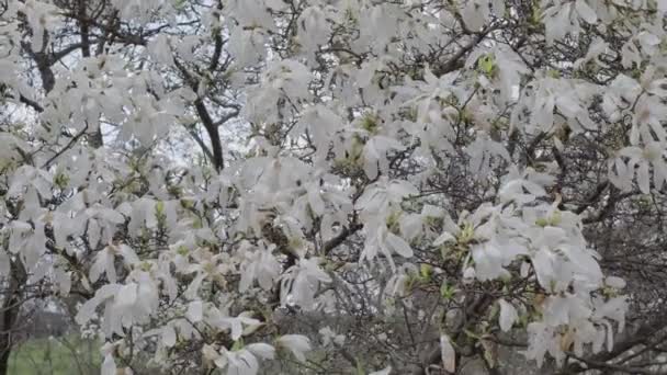 Floração Magnólia Árvore Dia Primavera Câmera Move Lentamente Longo Dos — Vídeo de Stock