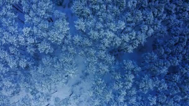Movimiento Aéreo Vista Superior Hermoso Bosque Abeto Nieve Invierno Imágenes — Vídeo de stock