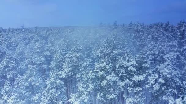 Aerial Bevægelse Langs Smuk Vinter Snegran Skov Drone Optagelser – Stock-video