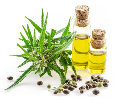 Kenevir bitkisi ırkı ve kenevir yağı beyaz arka planda izole edilmiş. Kapat..