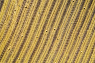 Buğday tarlasının havadan görünüşü. Ot yığınları tarımın üzerinde yatıyordu. Fotoğraf drone 'da çekildi.