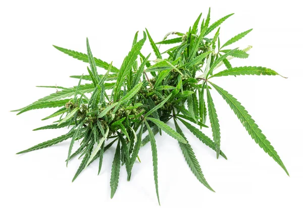 Topo Planta Cannabis Floração Médica Isolado Fundo Branco Fechar — Fotografia de Stock