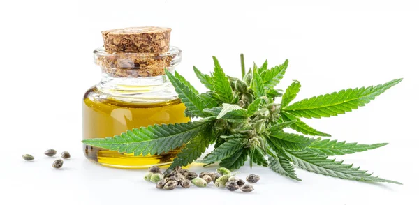 Cannabispflanzen Samen Und Hanföl Isoliert Auf Weißem Hintergrund Nahaufnahme — Stockfoto