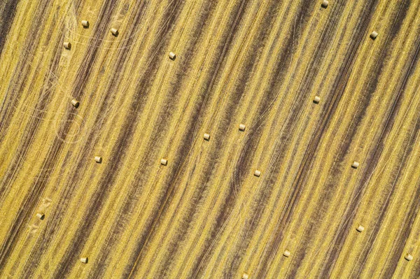 Buğday tarlasının havadan görünüşü. Ot yığınları tarımın üzerinde yatıyordu. Fotoğraf drone 'da çekildi.