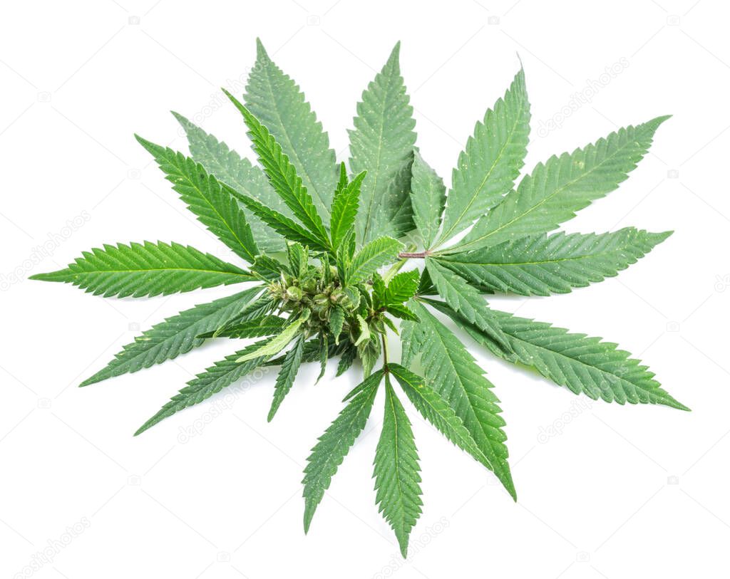 Cannabis plant raceme isolated on white background. Close up.