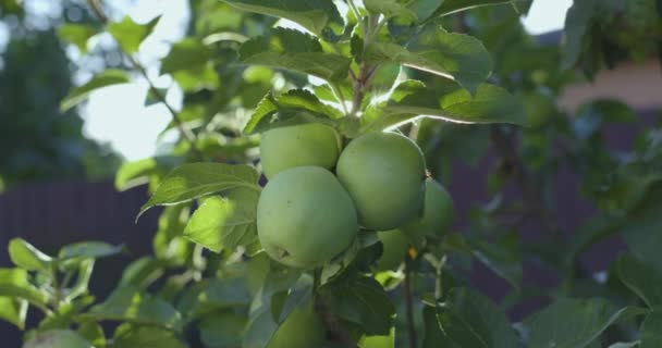在温暖的阳光明媚的夏夜 苹果树上的绿色成熟的苹果 — 图库视频影像
