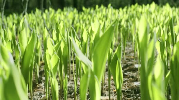 Cámara Sigue Lentamente Largo Las Hojas Verdes Primavera Lirios Salvajes — Vídeos de Stock