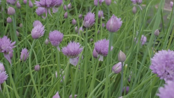 石榴装饰洋葱开花粉红紫蓝花球头绿色背景 图库视频影像 C Olekond