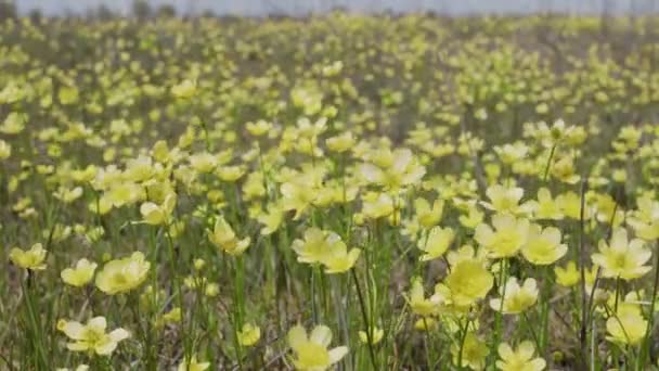 Весеннее Поле Множеством Желтых Цветков Бабочка — стоковое видео