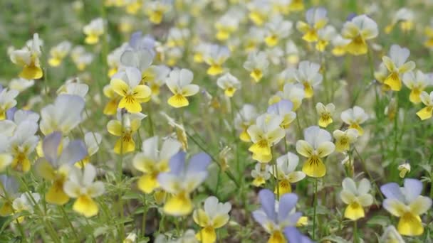 Bahar Ormanındaki Pansy Çiçekleri Boyunca Kamera Yavaşça Takip Ediyor — Stok video