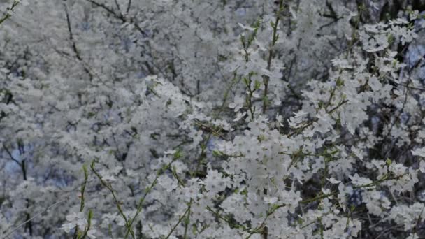 ミツバチが受粉して晴れた日に春の木が咲き カメラはゆっくりと木の枝に沿って動きます — ストック動画