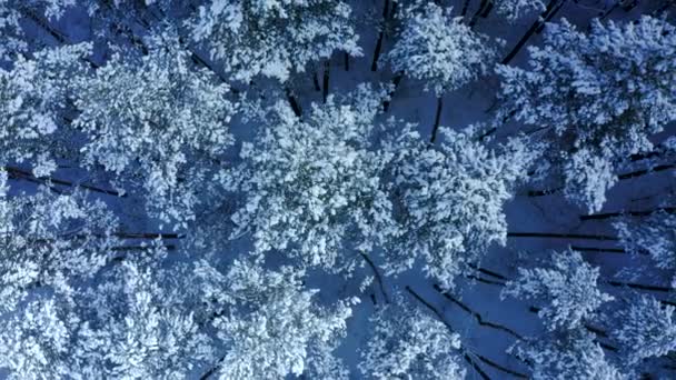 Bovenaanzicht Vanuit Lucht Een Prachtig Winters Sneeuwsparrenbos Drone Beelden Drone — Stockvideo