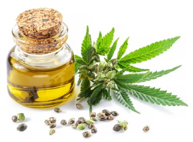 Kenevir yaprakları, tohumlar ve kenevir yağı beyaz arka planda izole edilmiş. Kapat..