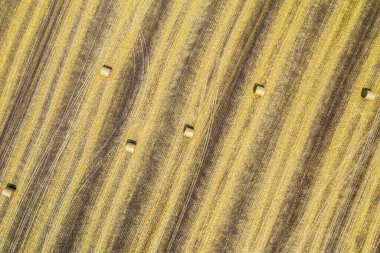 Buğday tarlasının havadan görünüşü. Ot yığınları tarımın üzerinde yatıyordu. Fotoğraf drone 'da çekildi.