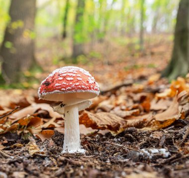 Küçük Amanita muscaria ya da sonbahar ormanlarında yakın plan tarım mantarı..