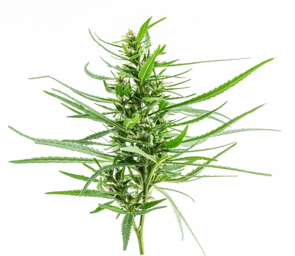 Cannabis Raceme Planta Isolada Sobre Fundo Branco Fechar — Fotografia de Stock