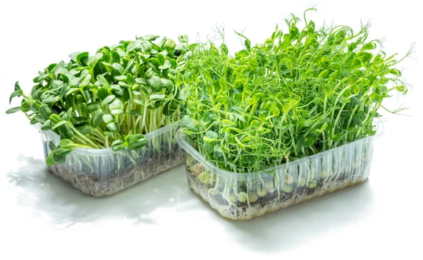 エンドウ豆とひまわりの発芽種子 白い背景に隔離されている 健康上の利点としてのマイクログリーン — ストック写真