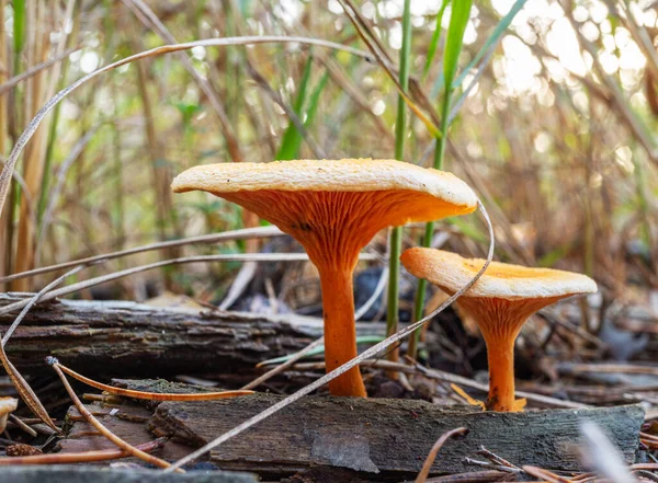 소나무 Lactarius Deliciosus 소나무 Red Pine Mushroom — 스톡 사진
