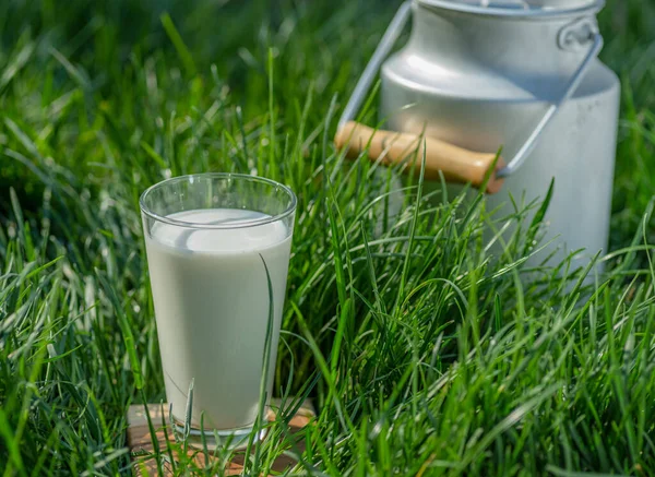 Glass of fresh milk and milk can in the green grass at sunny summer day.