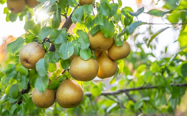 花园里树上的梨子成熟了 阳光在树叶间打转 — 图库照片