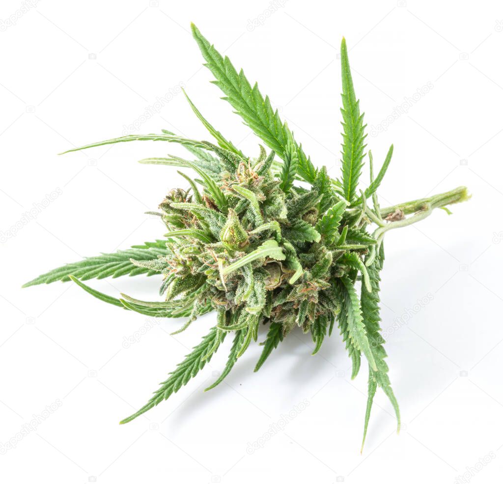 Raceme top of cannabis plant isolated on white background. Close up.