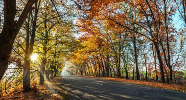 Sarılı güzel sonbahar manzarası - portakal ağaçları, yol ve batan güneşin güneş ışınları.