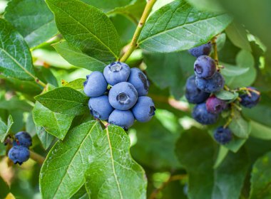 Gri masada olgun böğürtlenli siyah kase. Üst görünüm.