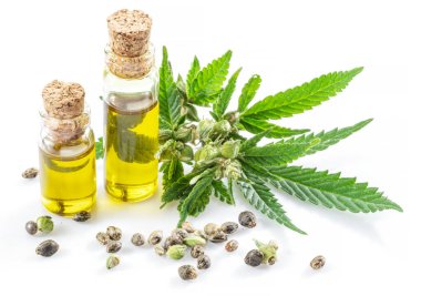 Kenevir yaprakları, tohumlar ve kenevir yağı beyaz arka planda izole edilmiş. Kapat..