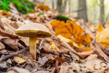 Sonbahar ormanında yabani mantar, yakın plan..