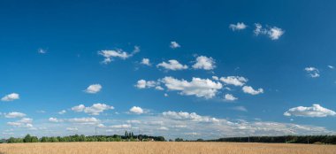 Arka planda buğday tarlasının panoramik görüntüsü ve mavi gökyüzü. Güzel kırsal doğa arka planı.